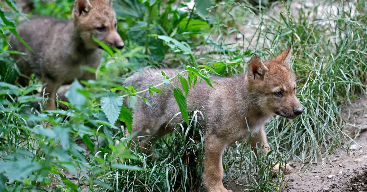 Parlamentul UE aproba legea pentru vanarea mai multor lupi