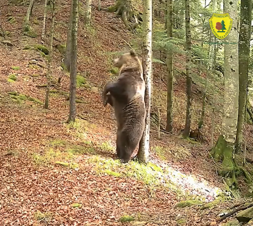 Baloo ursul adevarat incanta padurea Teregova