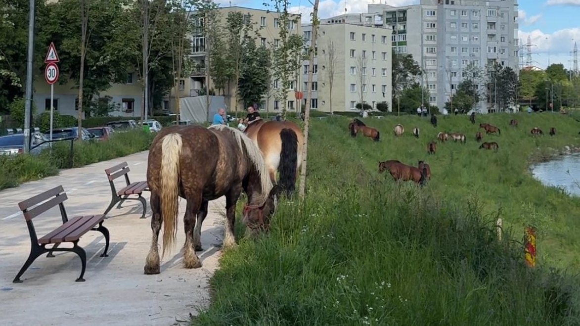 Cai SUPERBI lasati liberi pe Somes la Cluj