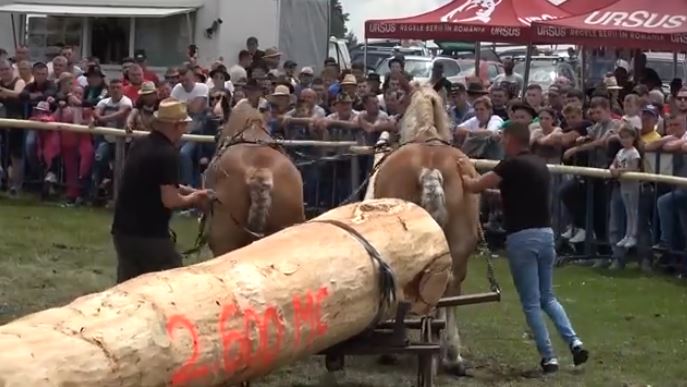 Concursul de cai de la Marisel anulata de DSVSA Cluj