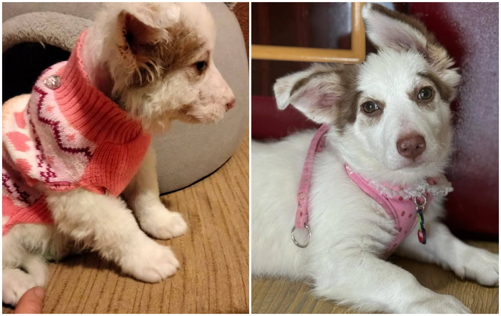 O mai tii minte pe Eira catelusa salvata