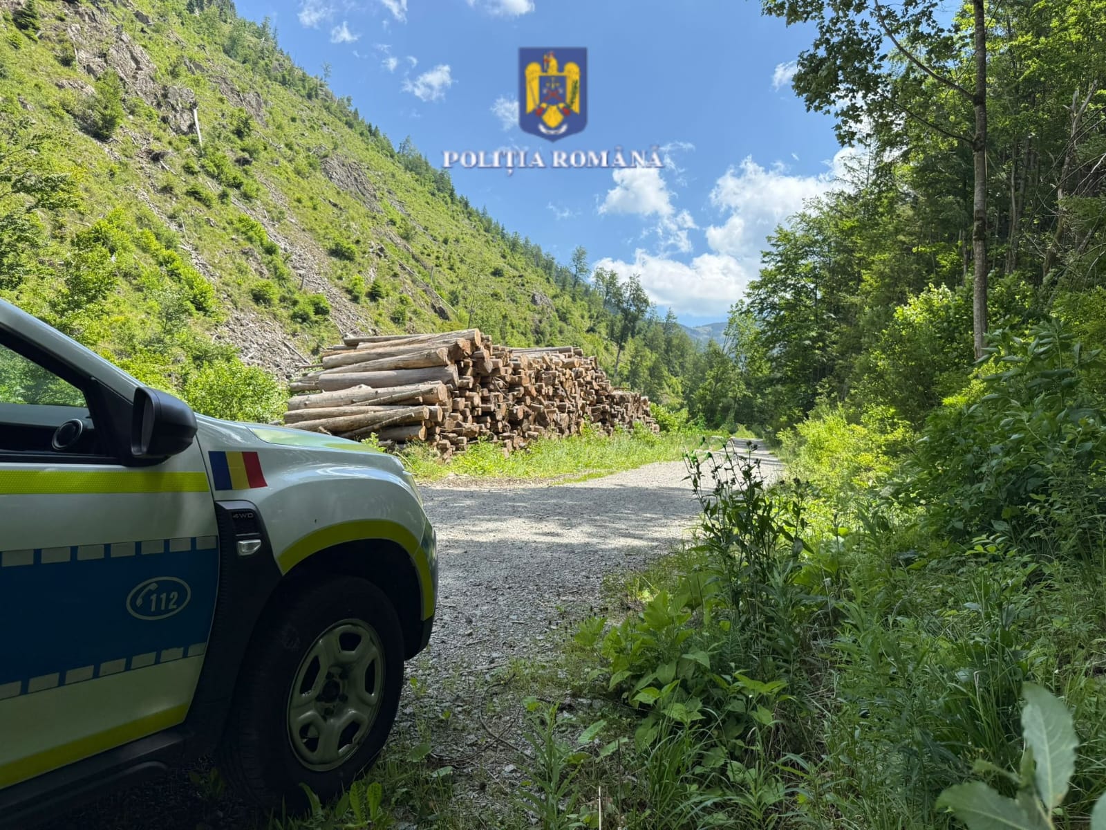 Padurile din Cluj jefuite in tacere