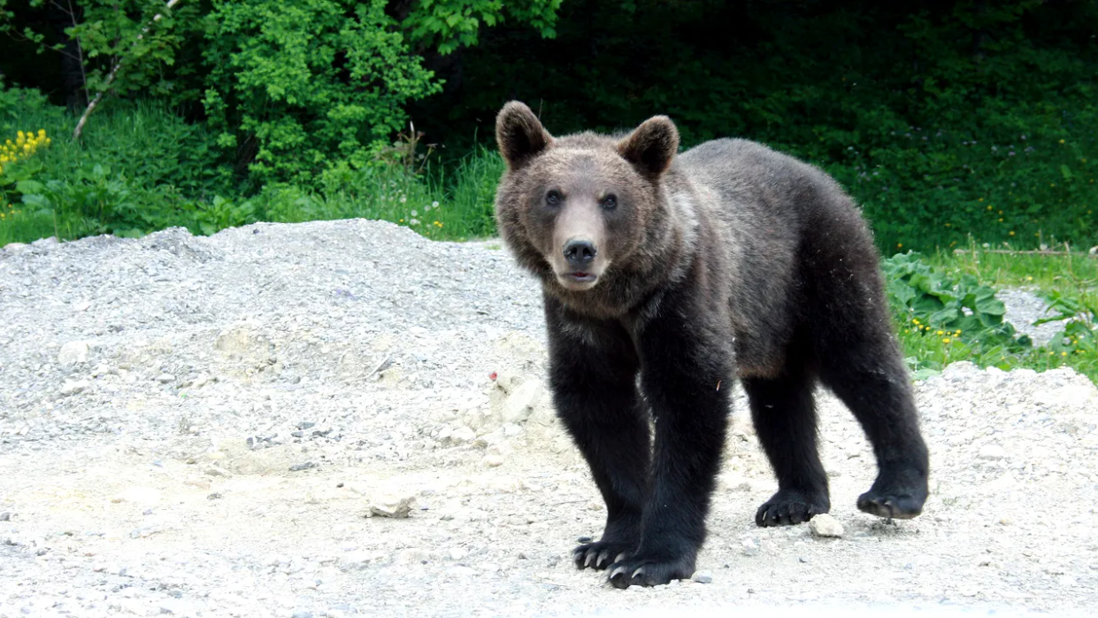 Alerta in Sibiu Urs observat pe DN7 langa Vestem
