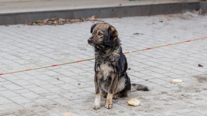Gest scandalos in Cluj Napoca Doi tineri au lasat un caine
