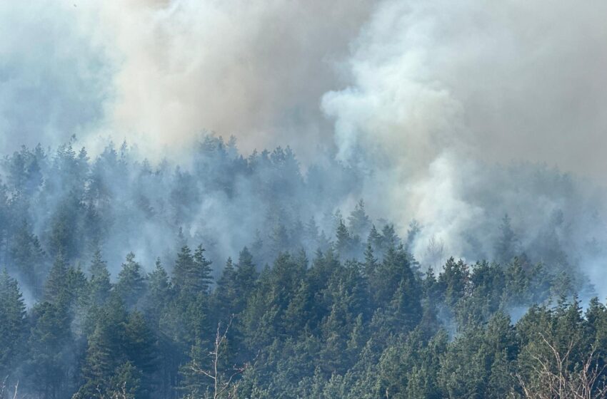 Incendiu de vegetatie in Muntii Rodnei