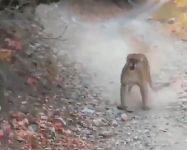 Incident pe un traseu turistic copil atacat de puma