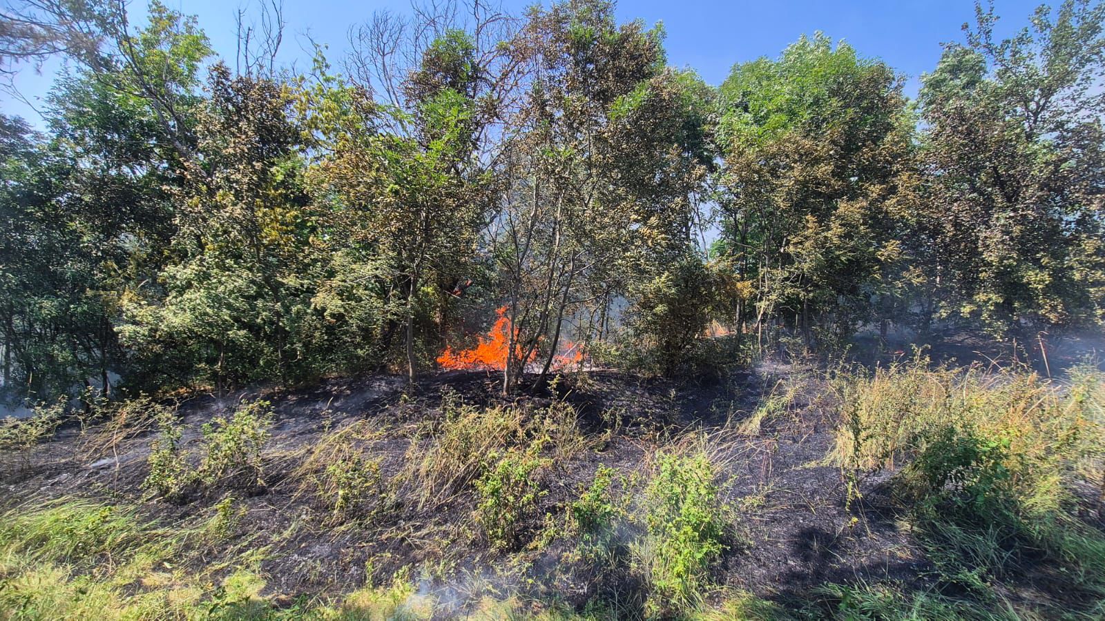 Interventie provocatoare a pompierilor la Gradina Botanica