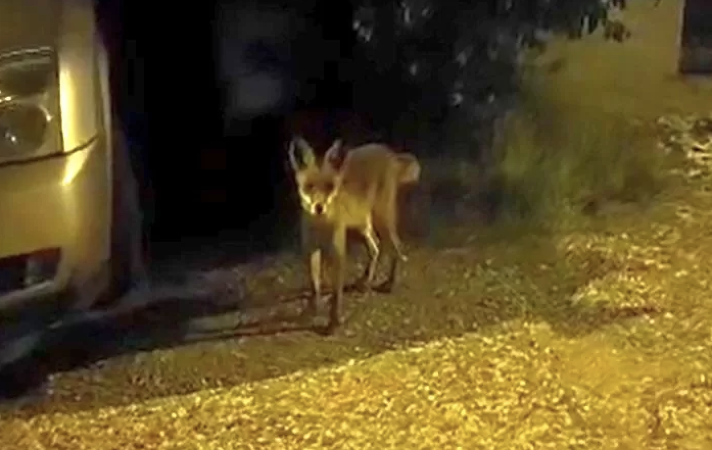 Panica nocturna in Cluj Napoca posibila aparitie a sacalului