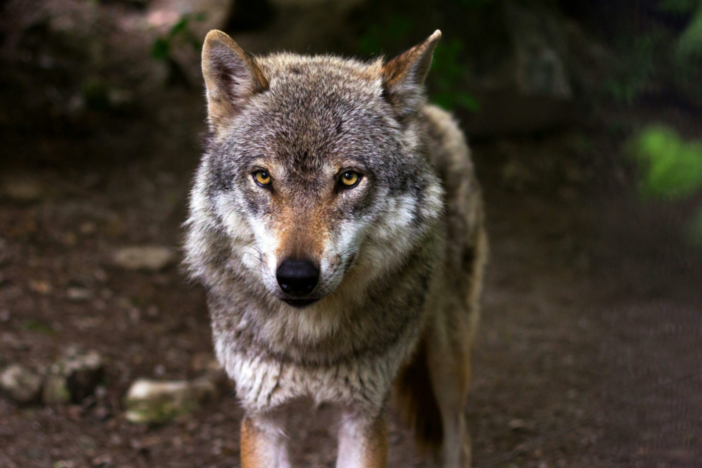 Reintroducerea lupilor in Yellowstone a crescut padurile