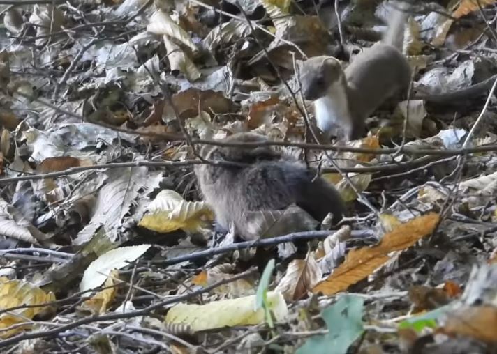 Imagini spectaculoase din natura la Cluj nevastuica ataca un sobolan
