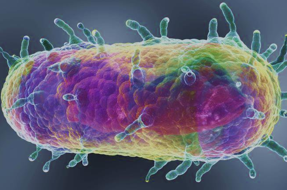 un californian diagnosticat cu ciuma mortala