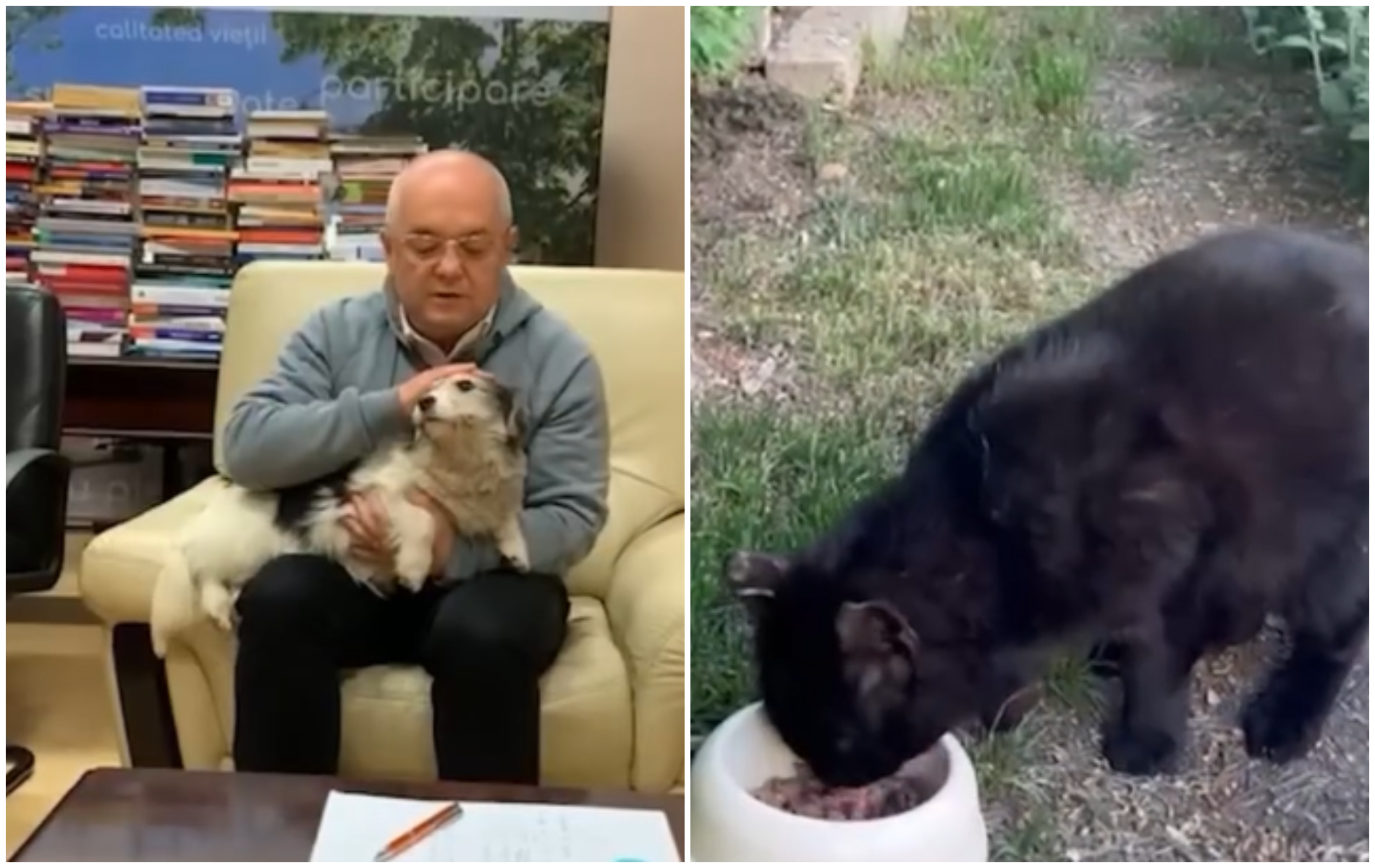 Clujenii pot aduce animalele de companie la primarie
