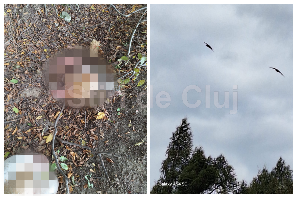 VIDEO Scena shocanta la Cluj Animale eviscerate in padurea Faget