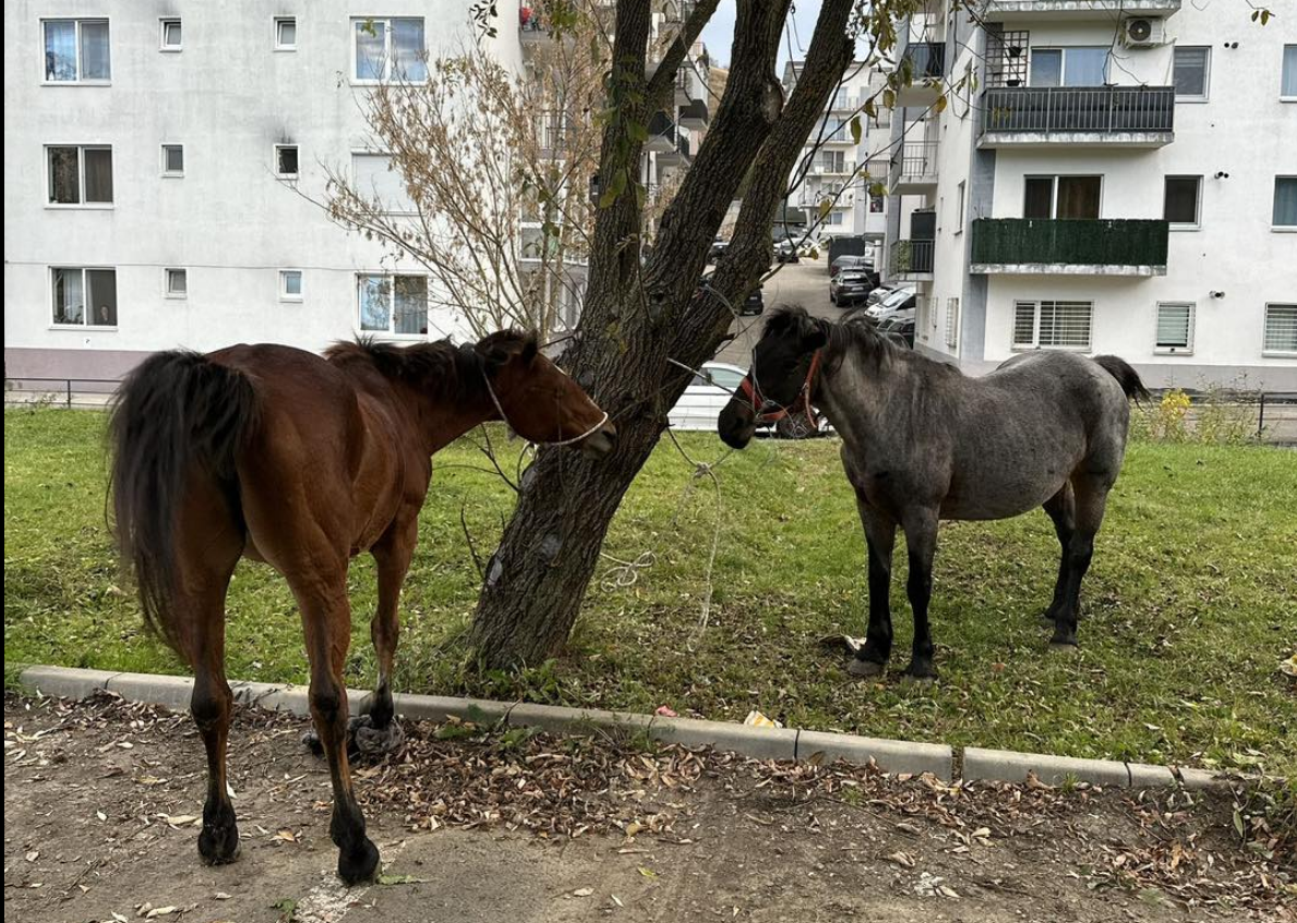 Vestul salbatic se sfarseste la Floresti Doi cai ridicati