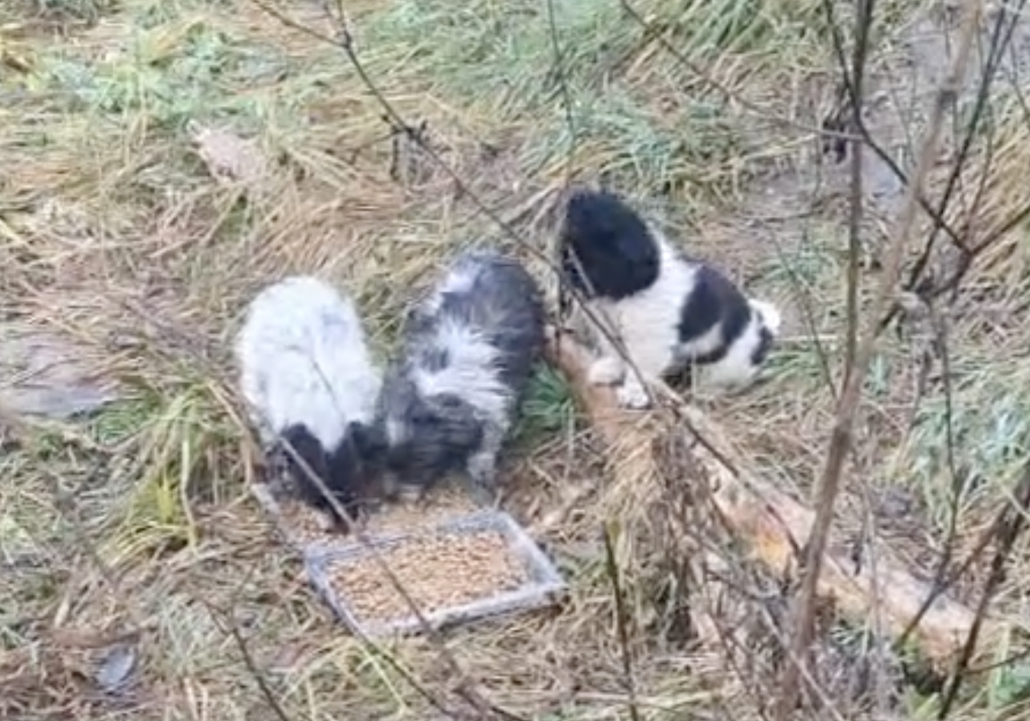 Cat a cruzime sa abandonezi aceste suflete