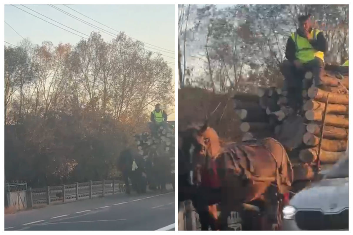 VIDEO Revoltator Cluj 2025 Caruta cu barbat si cai