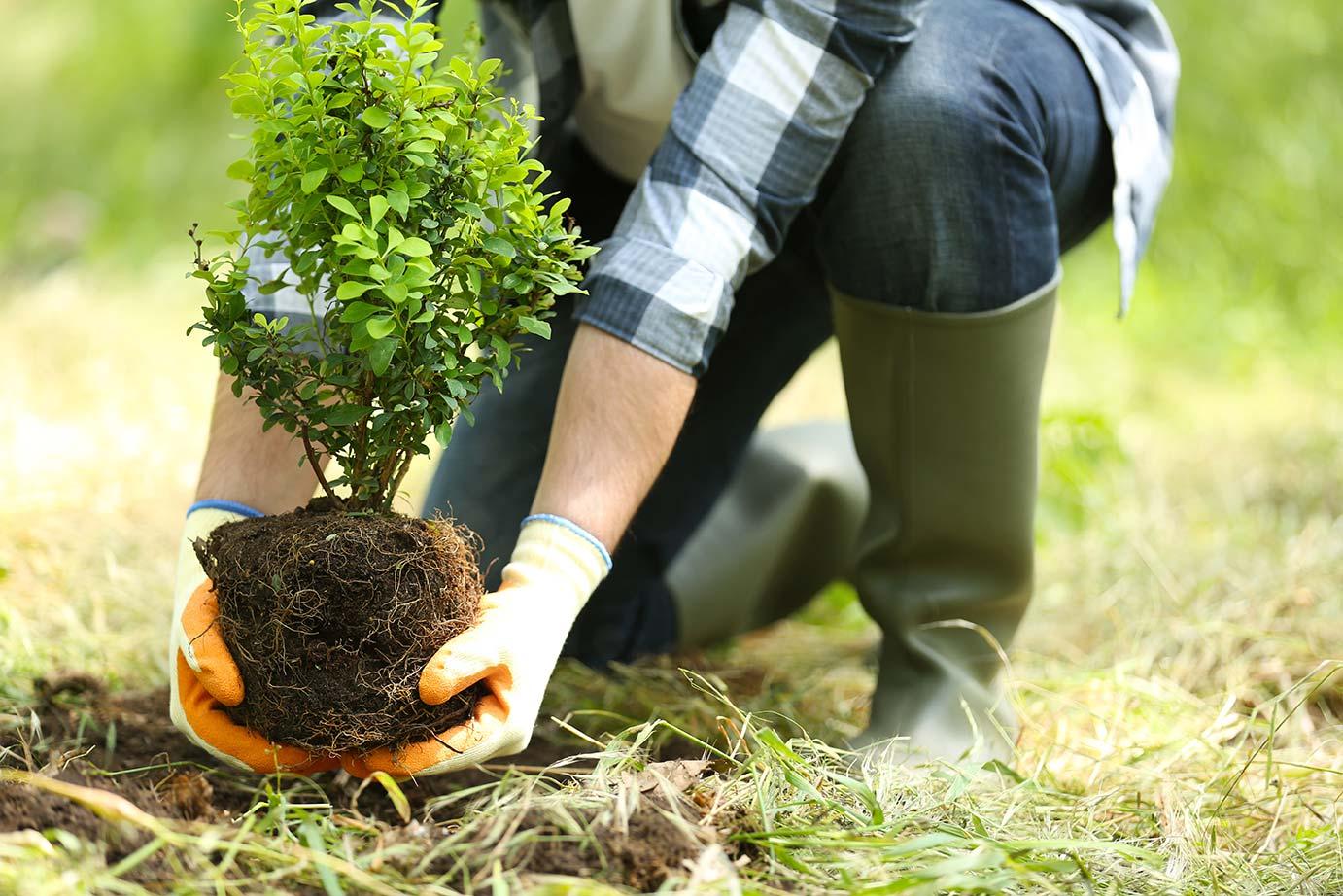 Orasul se schimba Vino sa plantezi copaci in Someseni