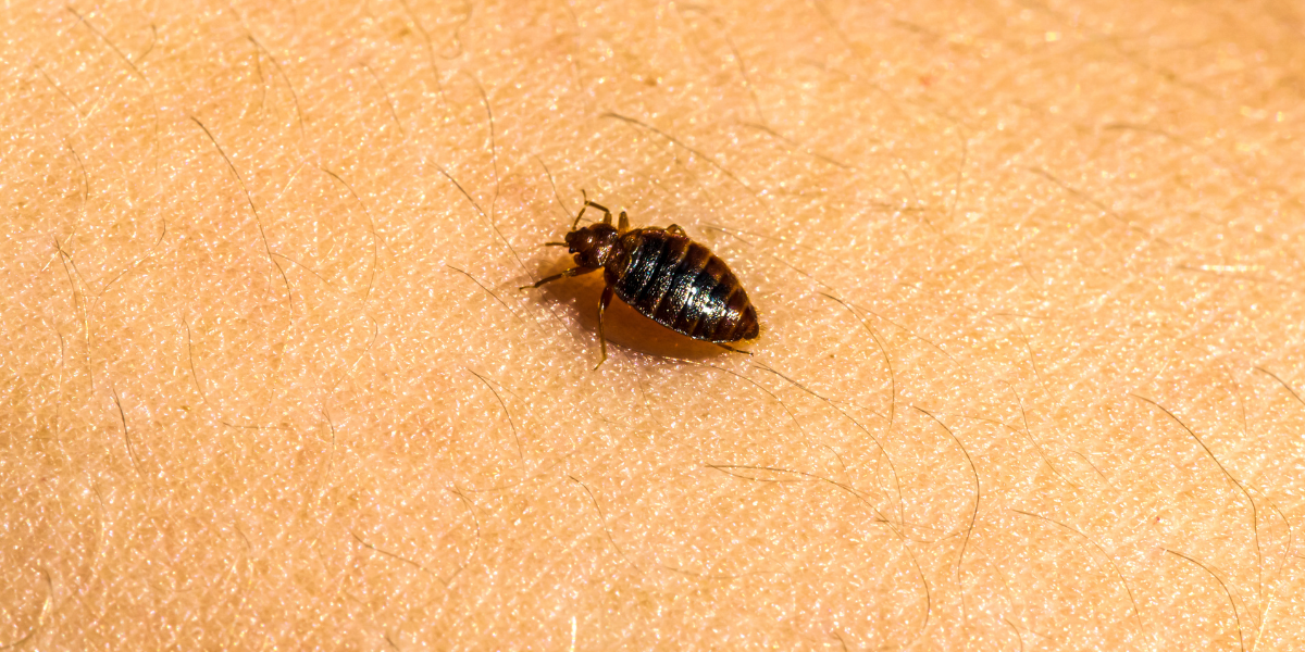 Invazie de plosnite de pat dintr un bloc din Cluj Unii proprietari refuza sa intervina iar insectele s au raspandit in mai multe apartamente
