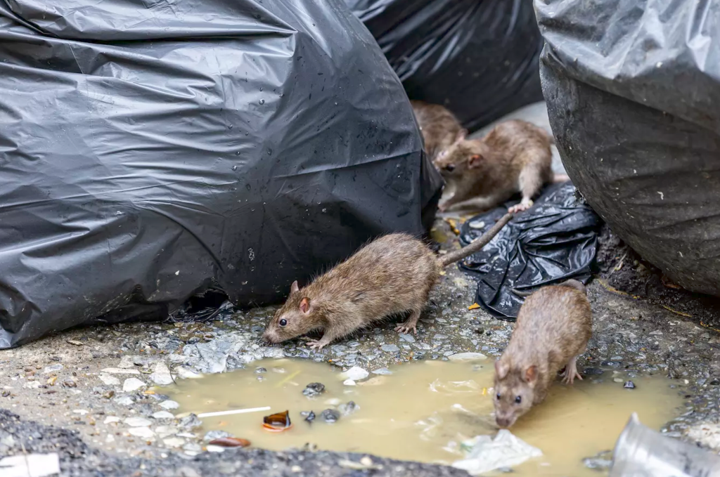 Scene socante in Cluj Sobolani observati langa o scoala din oras roza toarele suprinse iesind din centrala de termoficare Este necesara igienizarea
