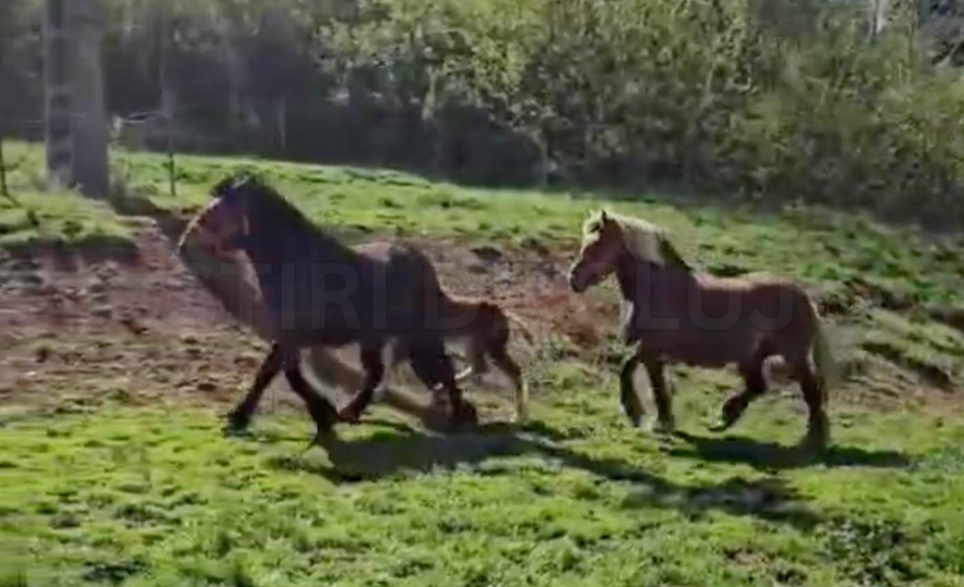 VIDEO Cautarea disperata a cailor furati din Cluj a durat un an Hotii i au vandut de trei ori in toata tara Cum a reusit proprietarul sa ii recupereze