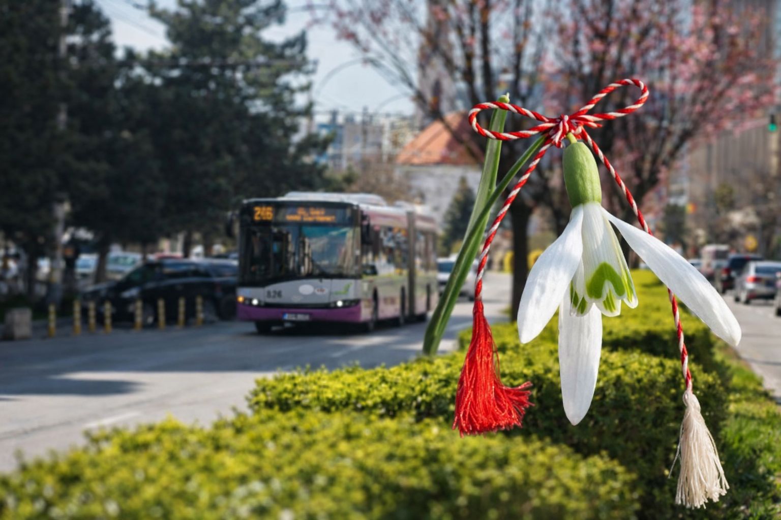 cu ocazia zilei femeii ctp cluj ofera transport public gratuit pentru toate femeile pe 8 martie