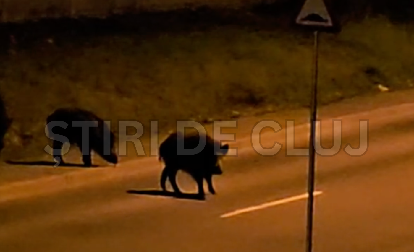 video clujul sub asediul mistretilor cinci animale salbatice se plimba pe o strada ca in padur oamenii trebuie sa fie precauti noaptea pe strada