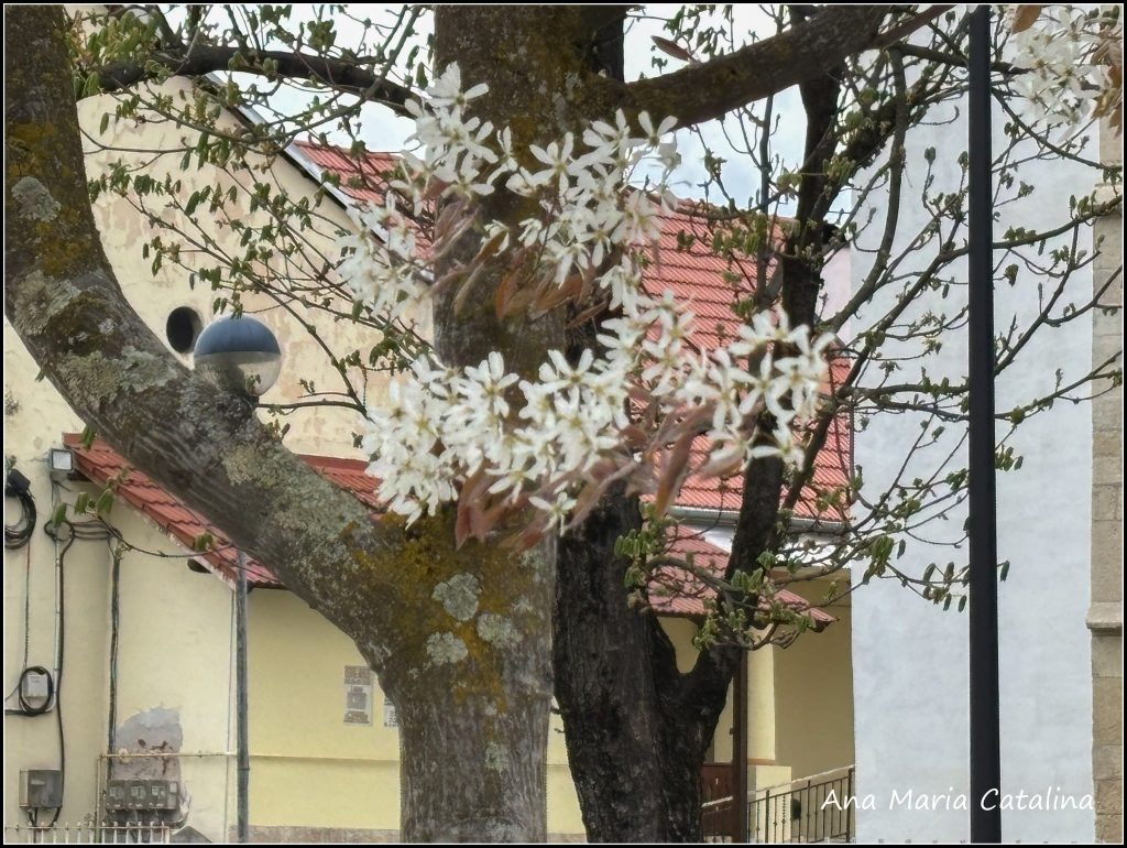 Comoara necunoscuta dintr o localitate din Cluj Mii de oameni trec zilnic pe lang Amelanchier Lamarckii fara sa stie de proprietatile sale miraculoase