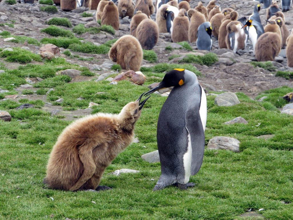 Pinguinul Imperial a fost oficial declarat specie in pericol de