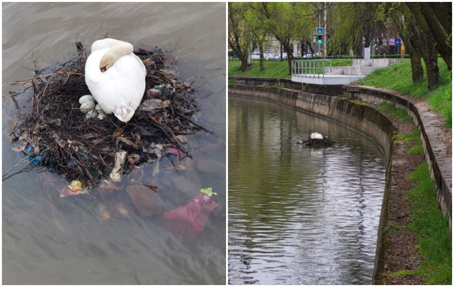 cuib din mizerie pentru lebedele din cluj mitul orasului verde de cinci stele sfaramat ma doare stomacul sarmana pasare