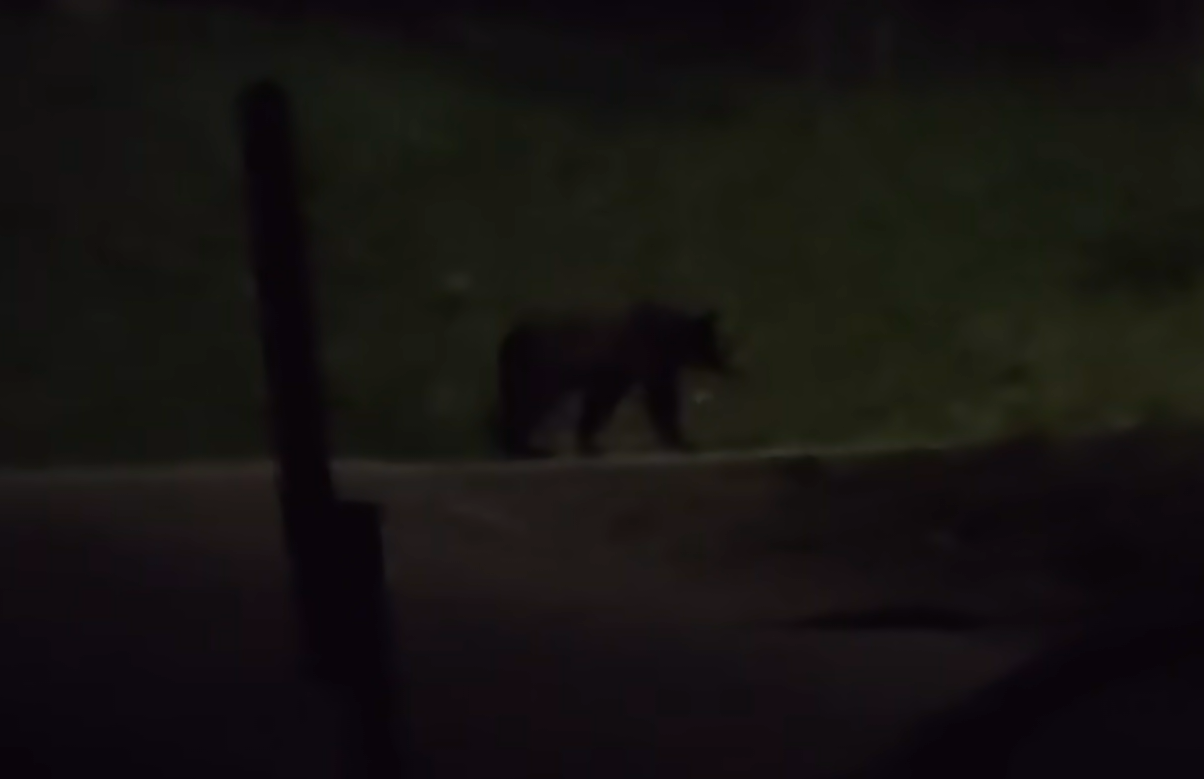 video alerta urs surprins in aceasta seara dintr o localitate din cluj aproape de case nu iesiti sa faceti fotografii cu ursul poate fi extrem de agresiv