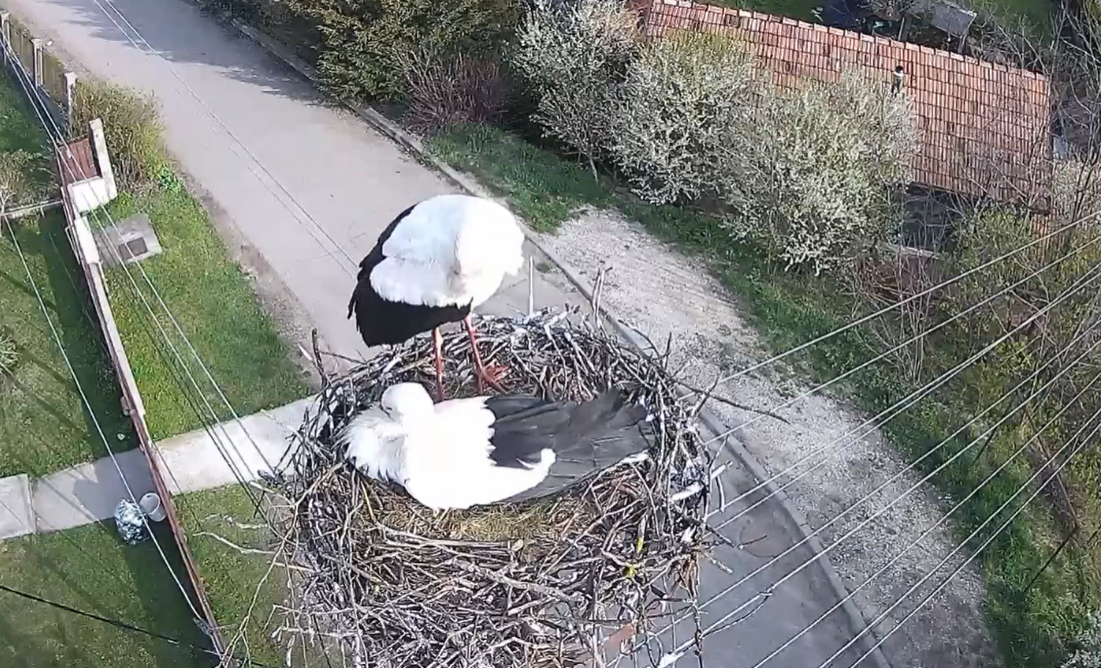 video berzele de la vlaha s au intors acasa berzele clujului isi pregatesc cuibuul pentru noul sezon indragostite de cluj revin de 20 de ani