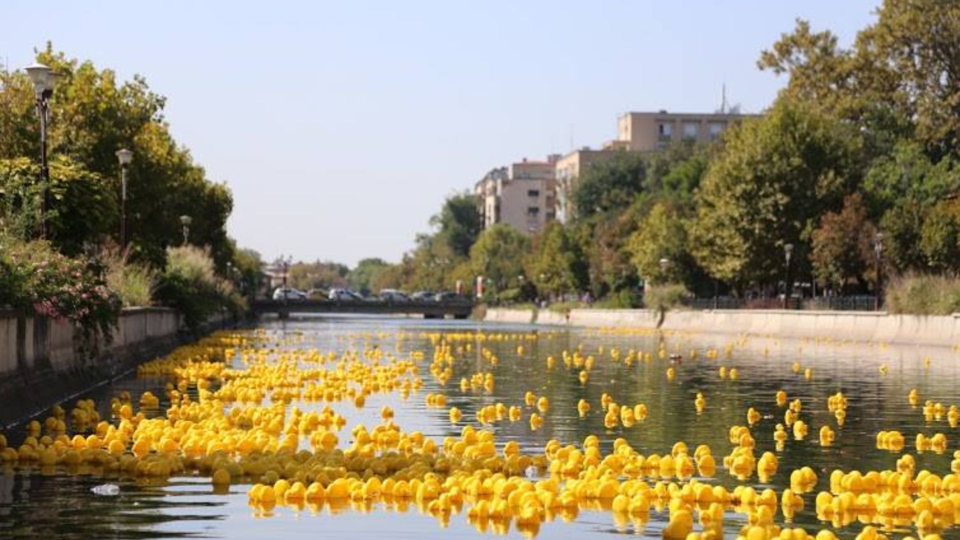 ziua copilului devine magica la cluj cursa de ratuste de la podul rozelor revine cu cea de a 6 a editie plina de suprize cum te poti inscrie