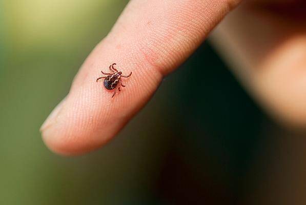 Căpușe întâlnite în Cluj-Napoca! Locuitorii din zona Calea Moților cer ajutor urgent: „Risc real pentru copii, vârstnici și animale de companie” 2 Capuse intalnite in Cluj Napoca Locuitorii din zona Calea Motilor cer ajutor urgent Risc real pentru copii varstnici si animale de companie