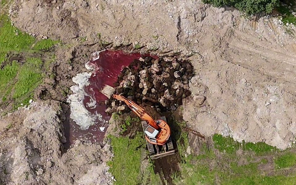 Colaps ecologic în Lesbos: 32.000 de animale îngropate neprotejat 2 Colaps ecologic in Lesbos 32000 de animale ingropate neprotejat