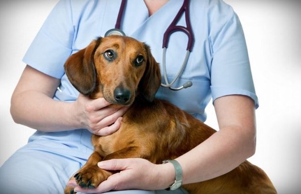 Consiliul Judetean Cluj aloca 300000 de lei pentru fondul dedicat sterilizarii gratuite a cainilor Care este suma totala disponibila in prezent