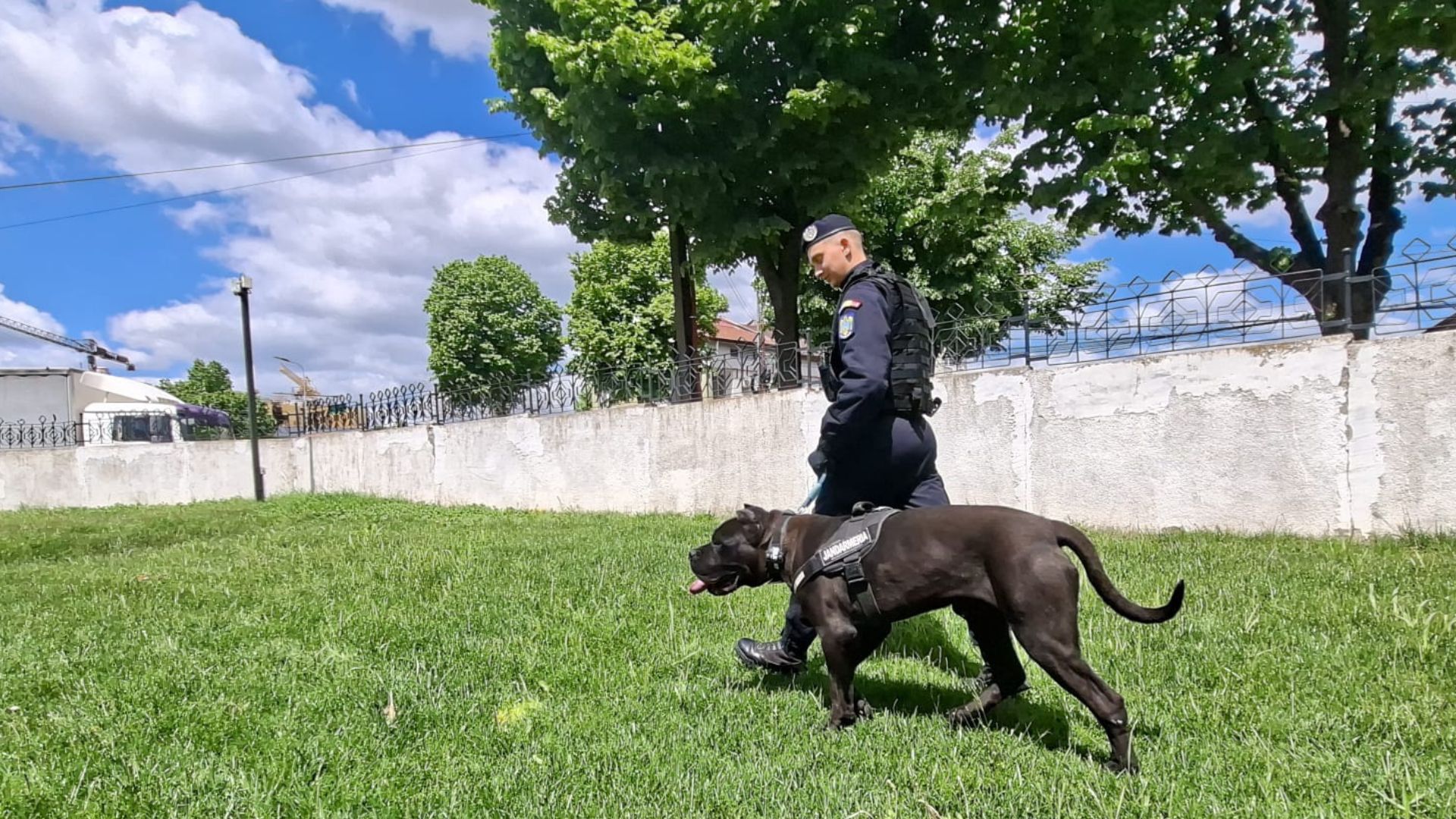 Jandarmii din Tulcea au un nou coleg pufoșel. Ben se pregătește pentru misiuni. 2 Jandarmii din Tulcea au un nou coleg pufosel Ben se pregateste pentru misiuni