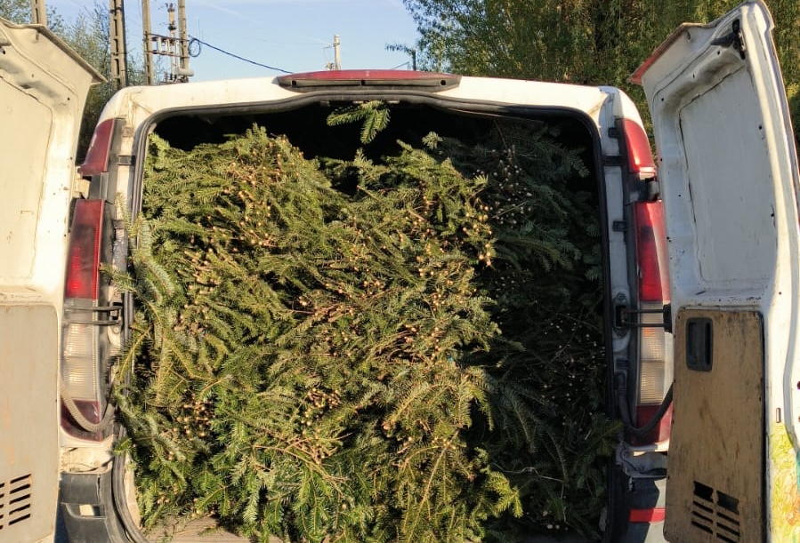 O jumatate de tona de cetina de brad confiscata pe un drum din Cluj soferul nu avea niciun document pentru incarcatura din vehicul