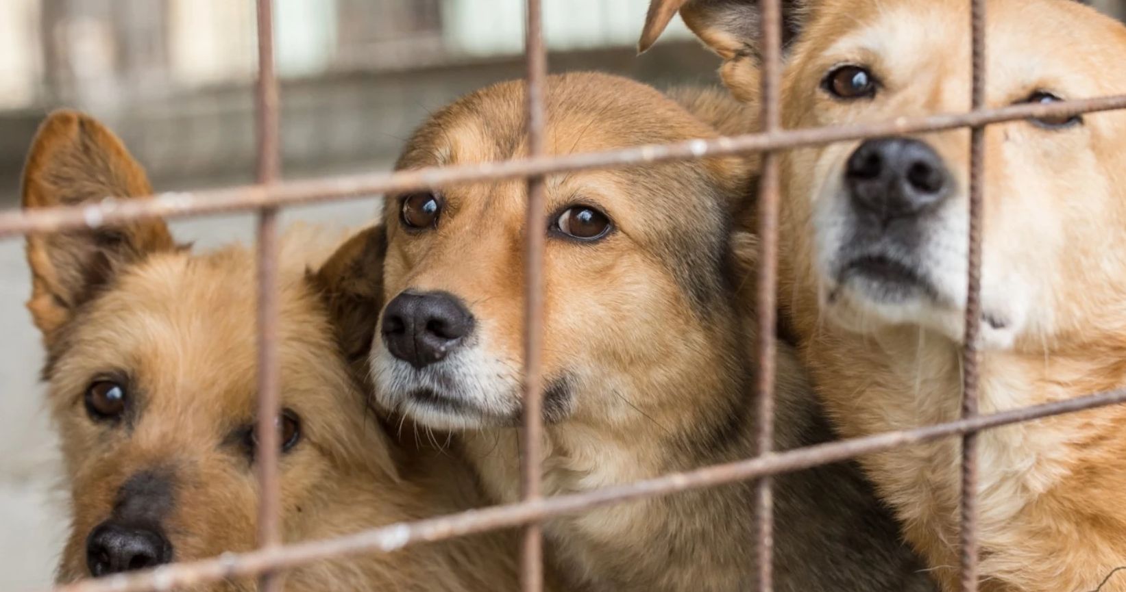 Primaria Cluj cheltuie mai mult pentru cainii vagabonzi Costurile din adapost au crescut semnificativ dar orasul nu renunta la animalele de pe strazi