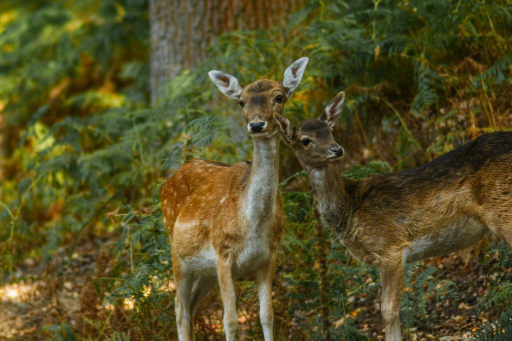 Un grup de observatori de pasari din Serbia a cumparat o fanatz de padure cu ajutorul donatiilor iubitorilor de natura