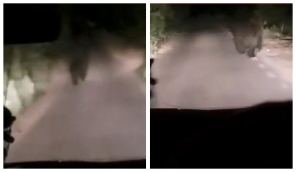 VIDEO alerta dupa aparitia unui urs in Cluj un sofer s a intalnit direct cu animalul salbatic