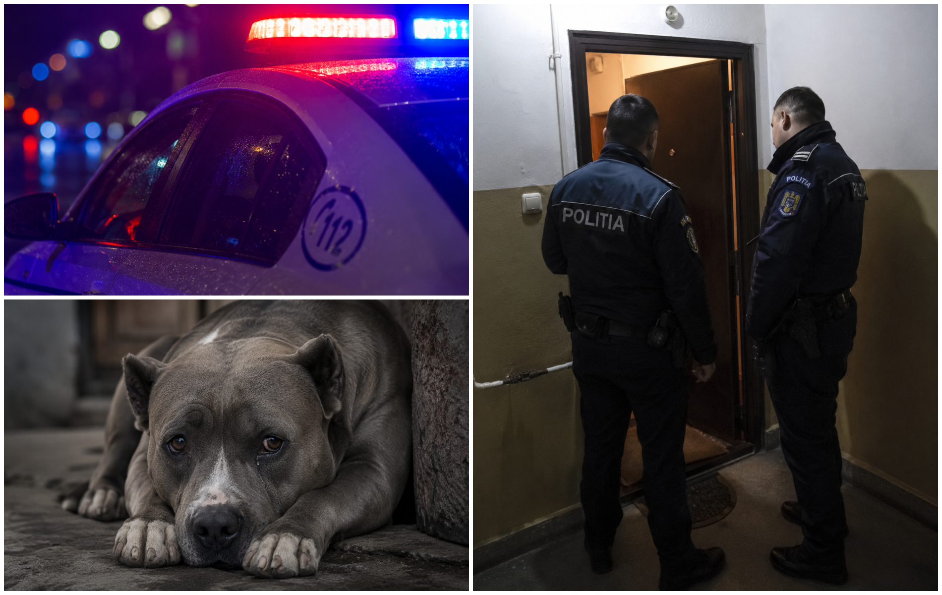 Cosmar fara sfarsit pentru zeci de familii din Cluj incercari brutale zgomot insuportabil acuzatii de prostitutie si un caine maltratat Intregul bloc traieste in teroare