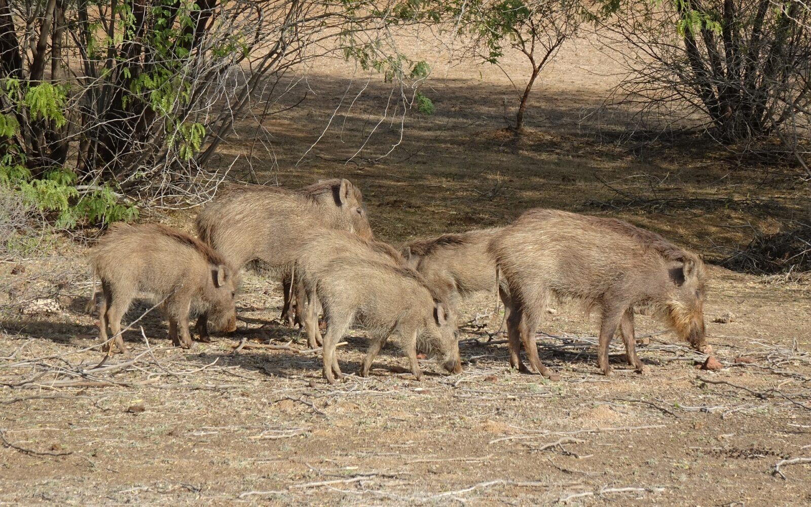 O tara vasta se confrunta cu o problema inedita milioane de porci mistresti distrug culturile si resursele de apa