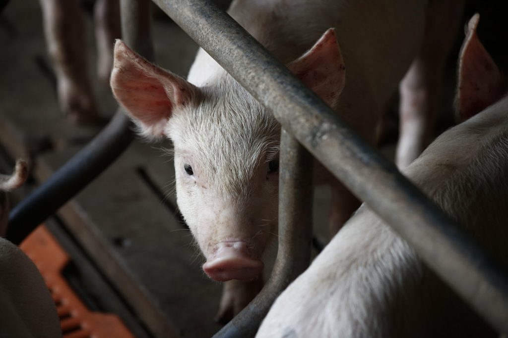 ONU lanseaza un avertisment din ce in ce mai multe antibiotice ar putea fi folosite in fermele care ne produc alimentele