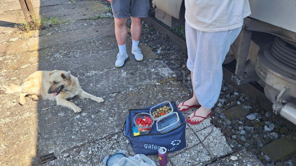 Pe drumul spre mare clujenii au dat o lectie de solidaritate Un caine fara stapan a devenit mascota vagonului Chiar si in vremuri dificile omenia exista inca