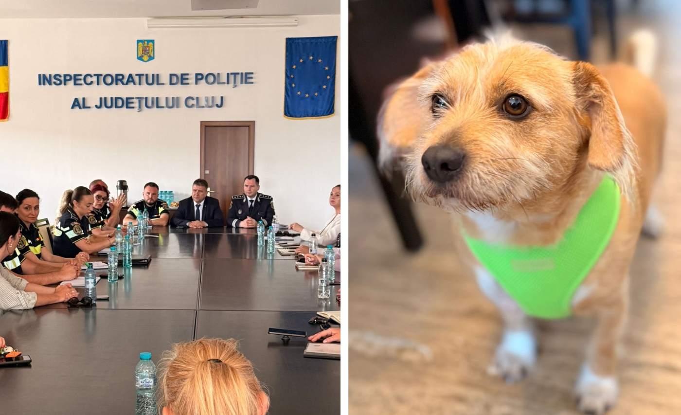 Poliția din Cluj ia măsuri împotriva câinilor: Întâlnire cu ONG-uri și veterinari, urmează acțiuni pe teren împotriva proprietarilor care încalcă legea 2 Politia din Cluj ia masuri impotriva cainilor Intalnire cu ONG uri si veterinari urmeaza actiuni pe terren impotriva proprietarilor care incalca legia