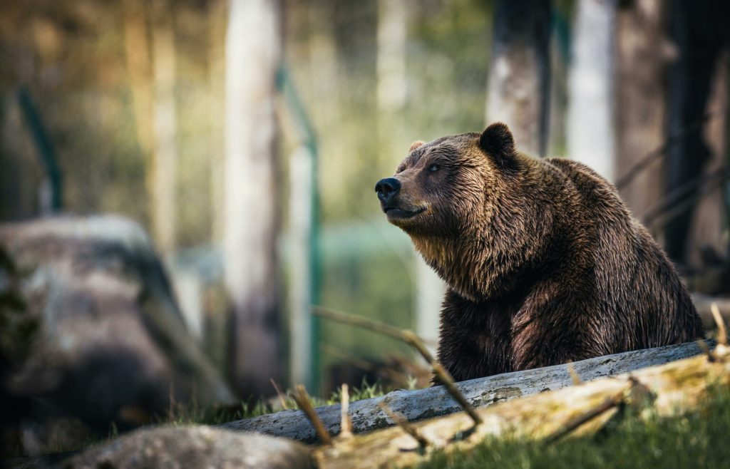 Un bărbat în vârstă de 34 de ani a murit după ce a fost atacat de un urs în județul Sibiu. 2 Un barbat in varsta de 34 de ani a murit dupa ce a fost atacat de un urs in judetul Sibiu