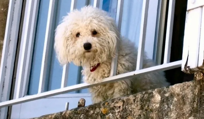 Un câine lăsat singur într-un apartament din Cluj-Napoca îngrijorează vecinii. În fiecare zi se aude cum plânge: „Plânsetul e insuportabil” VIDEO 2 Un caine lasat singur intr un apartament din Cluj Napoca ingrijoreaza vecinii In fiecare zi se aude cum plange Plansetul e insuportabil VIDEO