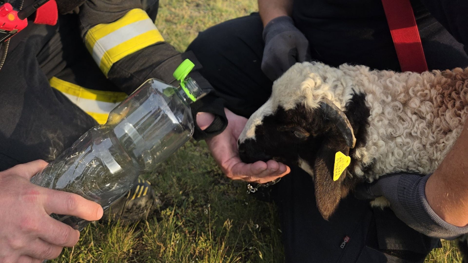 Un miel rătăcit a avut parte de cea mai mare șansă a vieții sale: animalul a fost salvat dintr-o râpă de peste 20 de metri. 2 Un miel ratacit a avut parte de cea mai mare sansa a vietii sale animalul a fost salvat dintr o rapa de peste 20 de metri