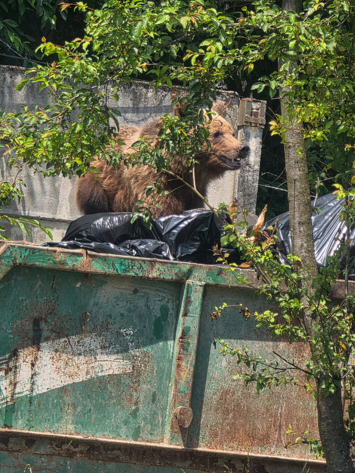 Urs gasit in containerul de gunoi al unui spital din Brasov A fost impuscat
