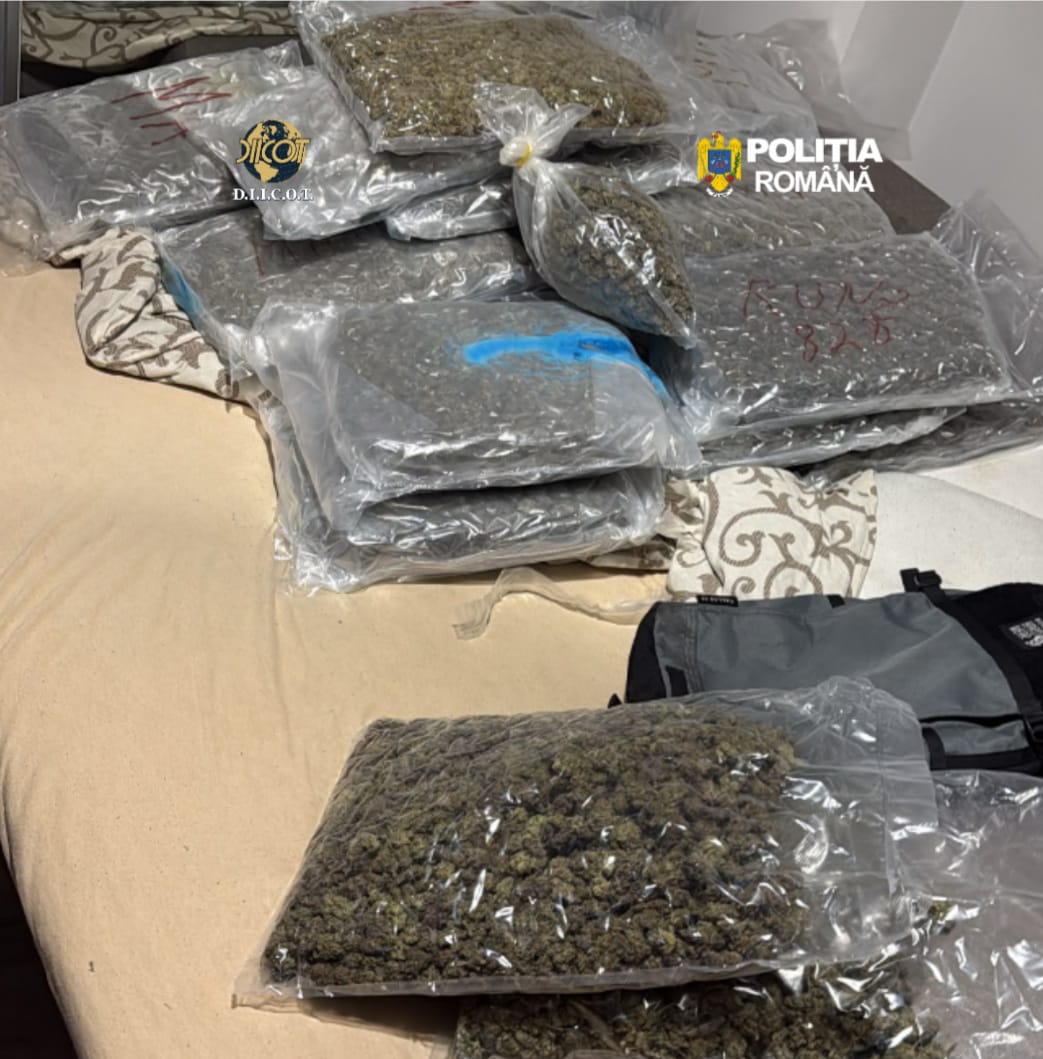 Zeci de kilograme de cannabis gasite intr o locuinta din Cluj Napoca